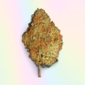 Mimosa Strain