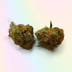 Tutankhamon Strain UK