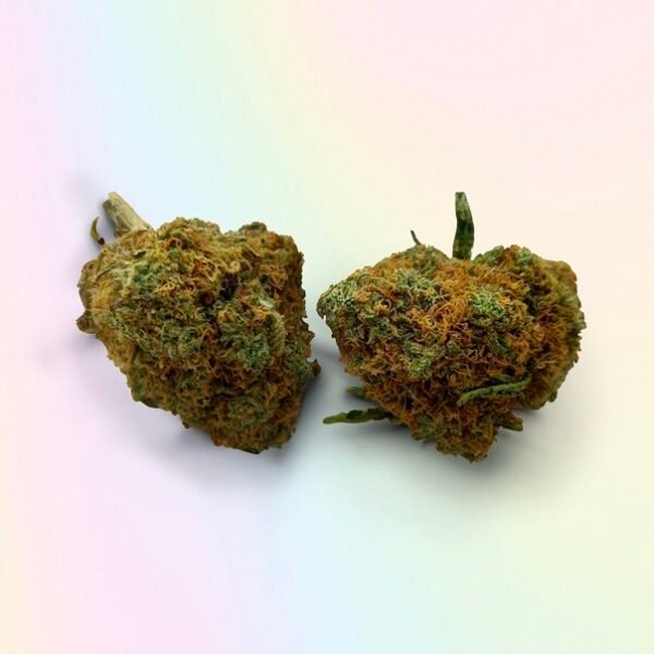 Tutankhamon Strain UK - Image 2